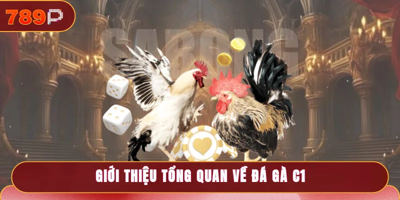 Giới thiệu tổng quan về hình thức chọi kê hot nhất