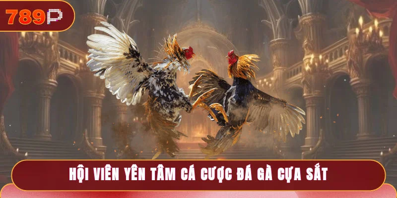 Hội viên yên tâm cá cược đá gà cựa sắt an toàn