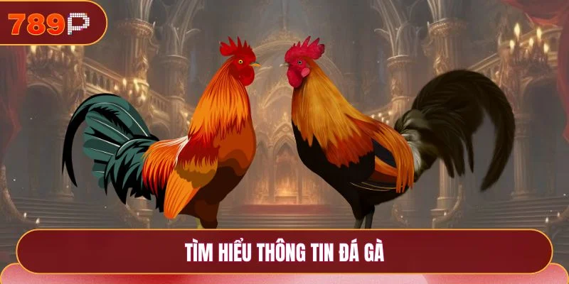 Đá Gà 789p - Khám Phá Sảnh Cược Online Uy Tín Nhất 2025 1 Tìm hiểu thông tin đá gà
