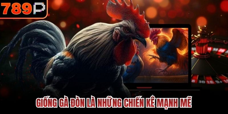 Giống gà đòn là những chiến kê mạnh mẽ