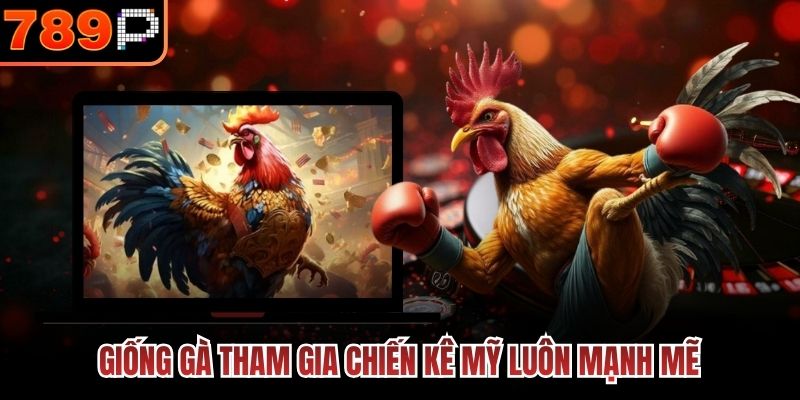 Giống gà tham gia chiến kê Mỹ luôn mạnh mẽ