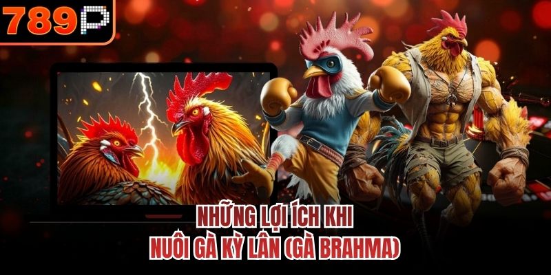 Những lợi ích khi nuôi gà Kỳ Lân (gà Brahma)